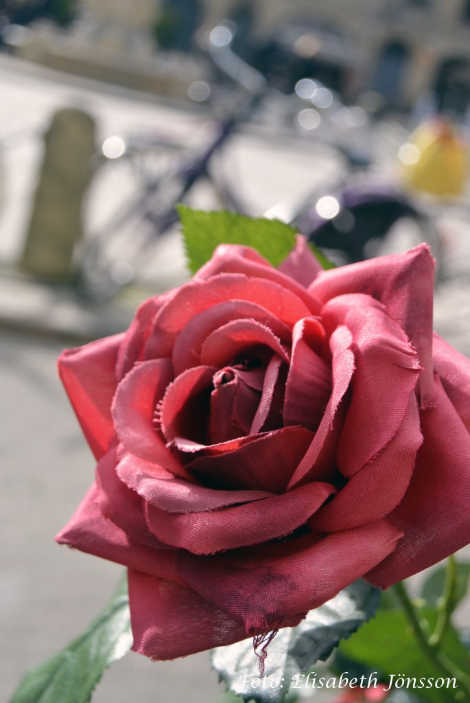 redrose
