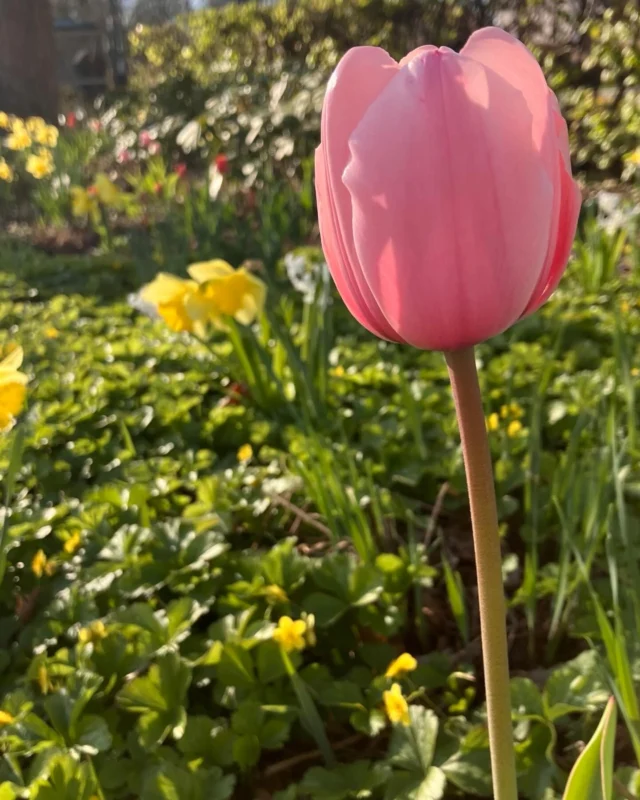 Tulpanernas tid🙏❤️#vårblomning #tulpaner #livet #livskvalitet