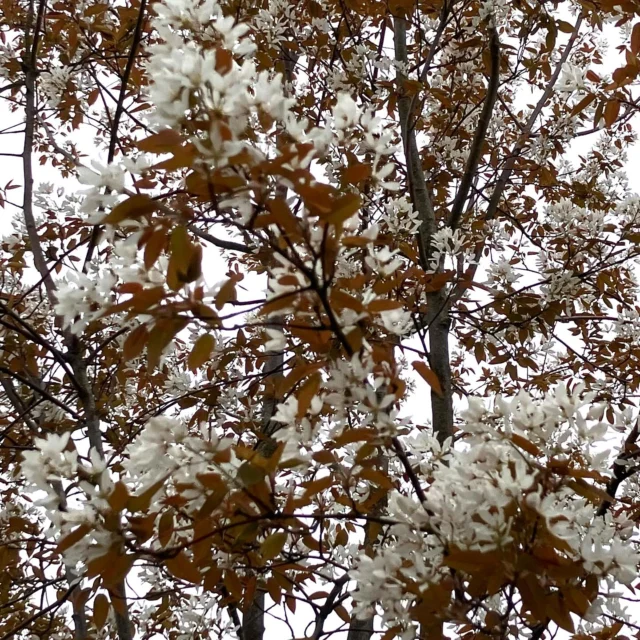 ❤️🙏 Manus inlämnat✍️📚🎉#vårblomning